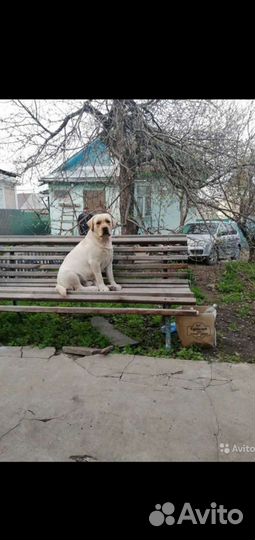 Кобель лабрадора вязка
