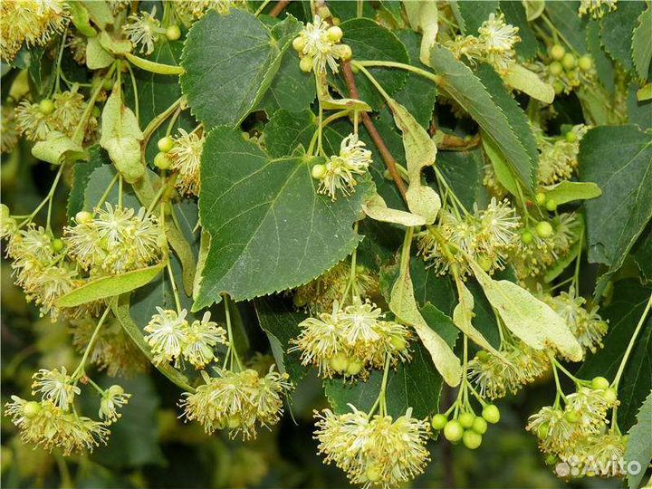 Липа мелколистная