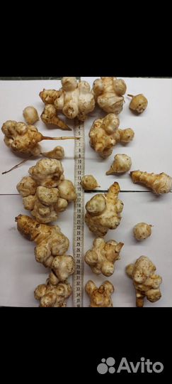 Народная медицина топинамбур