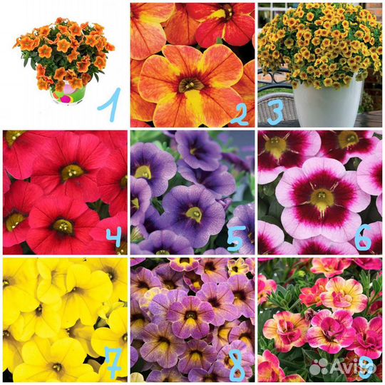 Калибрахоа