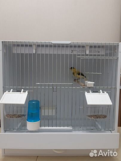 Кенар овсяночного напева с боксом