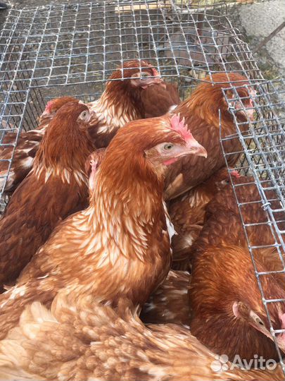 Куры молодка