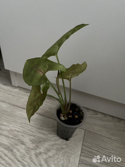 Сингониум pulm allusion