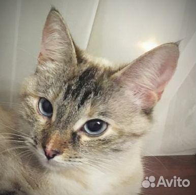 Тайская кошечка
