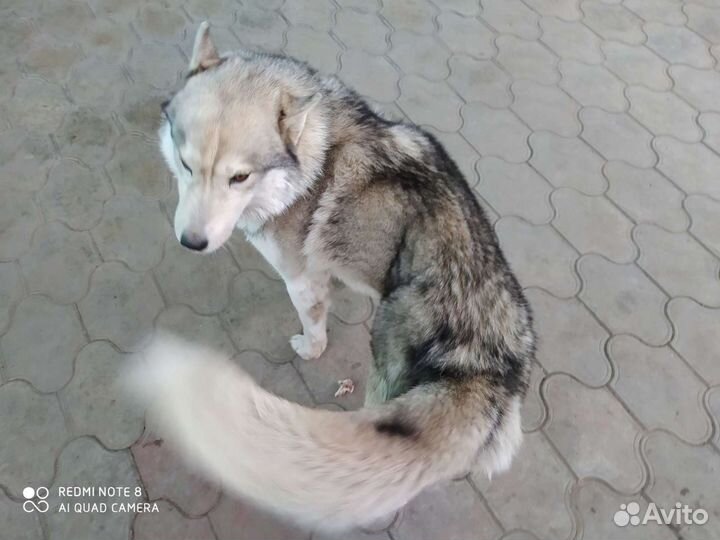 Вязка кобель хаски