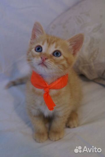 Котёнок рыжее счастье с голубыми глазами