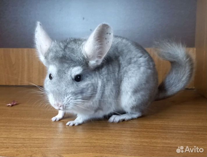 Шиншилла