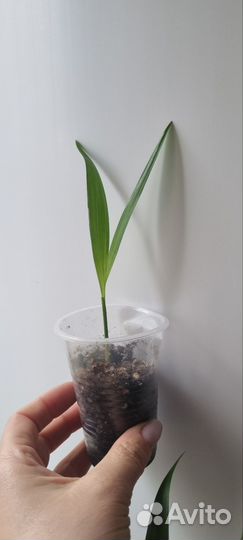 Пальма арека/дипсис