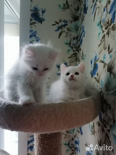 Беленькие котята