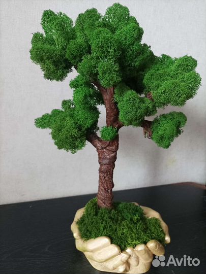 Мох и растения в кашпо руки