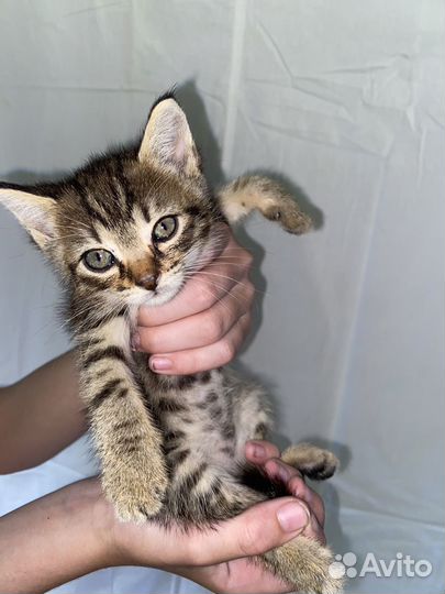 Отдадим даром в хорошие руки