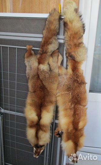 Шкуры лисы и енота