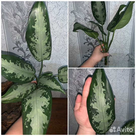 Растения комнатные декоративно-лиственные