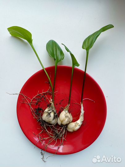 Дримиопсис