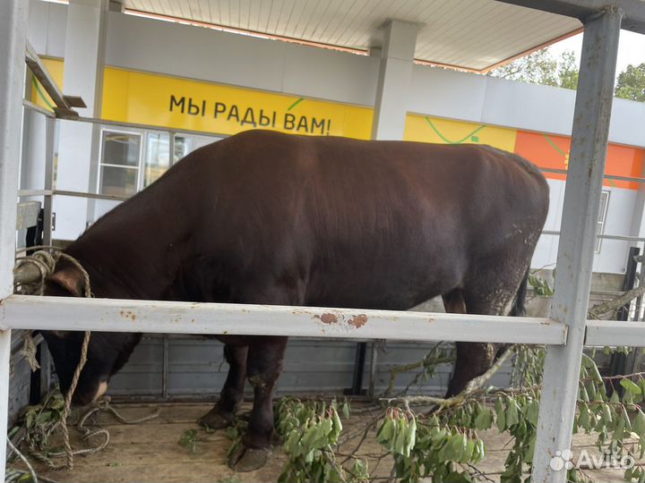 Крс быки коровы