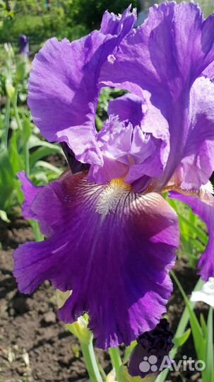 Ирисы бородатые сортовые