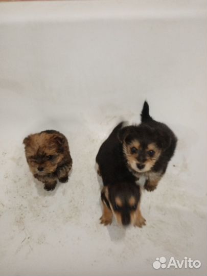 Собака маленькая порода