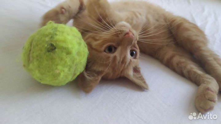 Рыжий котенок