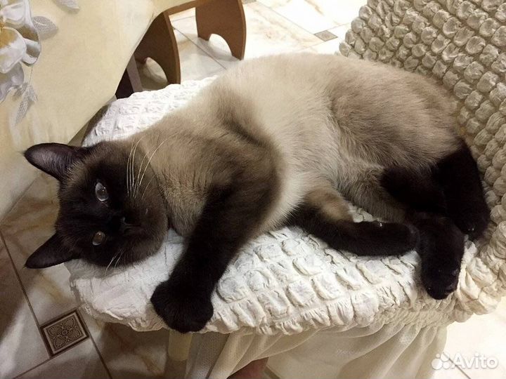 Тайский Кот Вязка
