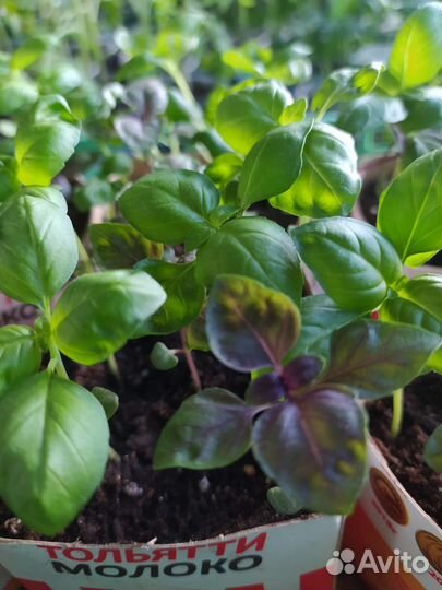 Базилик рассада