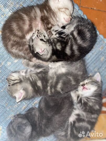 Шотландские котята