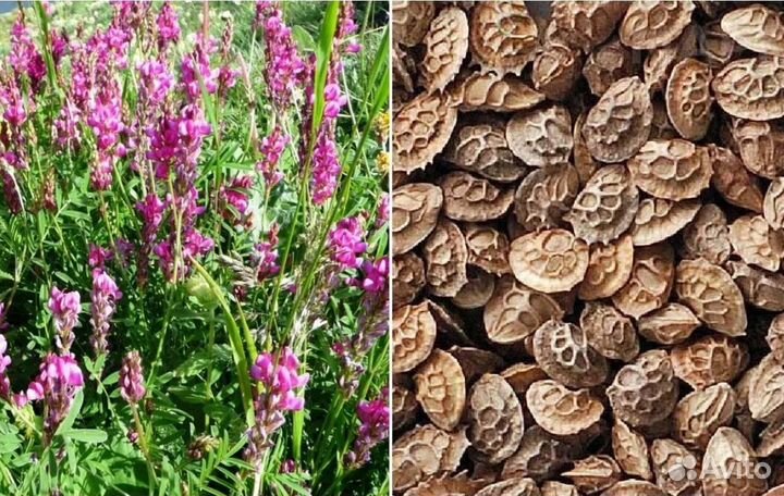 Эспарцет семена