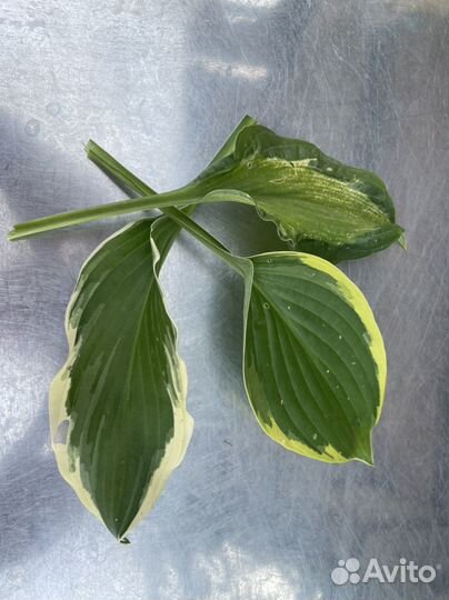 Хоста растение