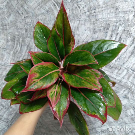 Аглаонема Крит делёнки