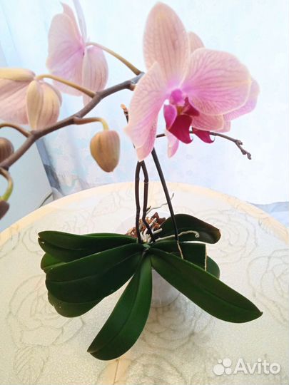 Орхидея фаленопсис