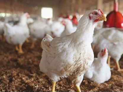 Цыплята суточные с хозяйства, Щёлково