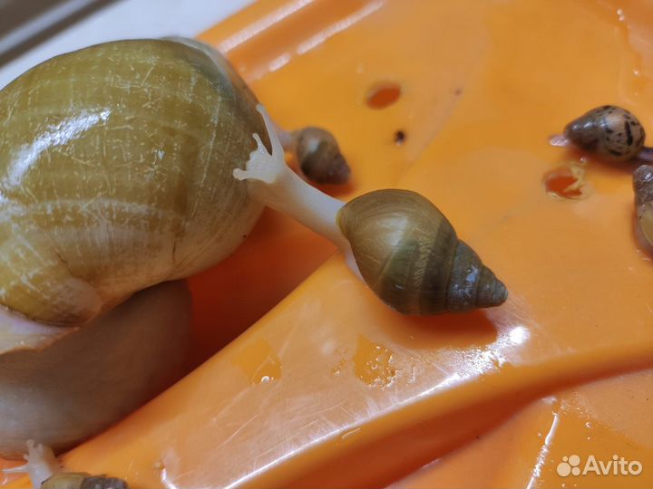 Веселая семейка улиток Ахатин ищет добрые руки