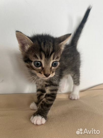 Отдам котят в добрые руки