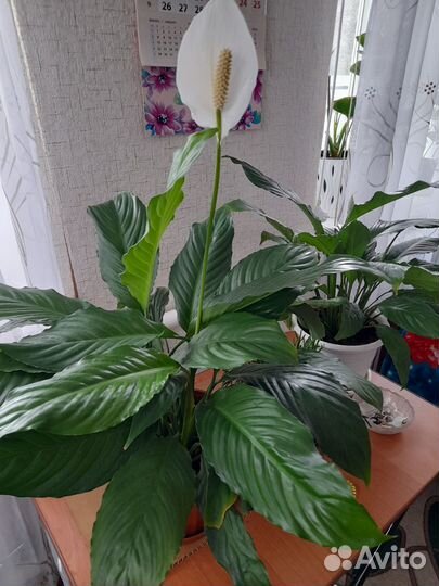 Спатифиллум