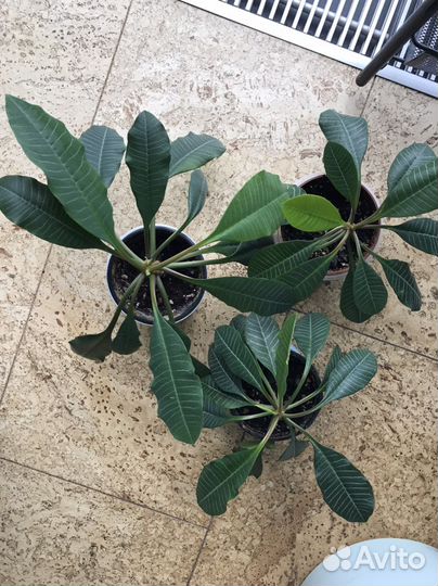 Молочай Эуфорбия