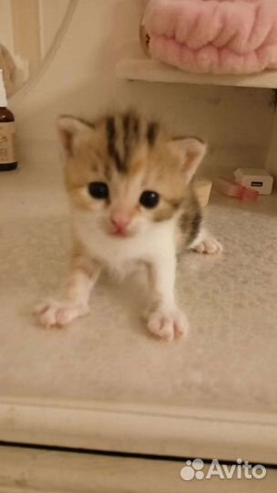 Котята в добрые руки. Мама британка, пара дворовый