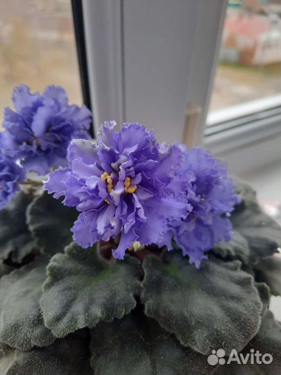 Фиалка листики