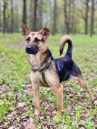 Метис овчарки в дар/щенок бесплатно в добрые руки