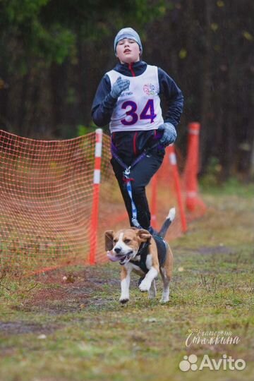 Кинологический и ездовой sport