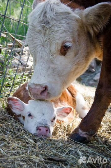 Бычки молодняк