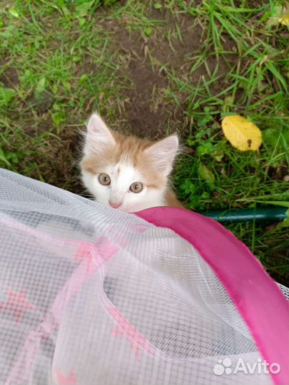 Котëнок в дар бесплатно