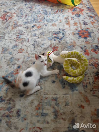 Котенок девочка в добрые руки