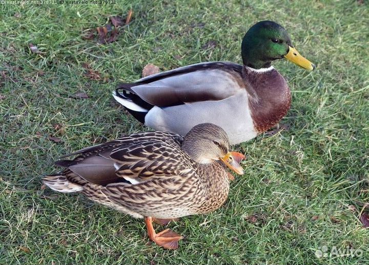 Суточная птица