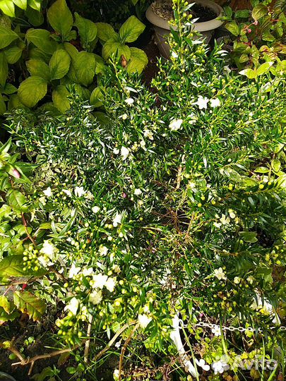 Мирт,Серисса