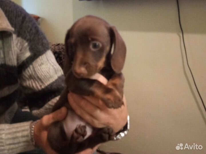 Щенок стандартной таксы