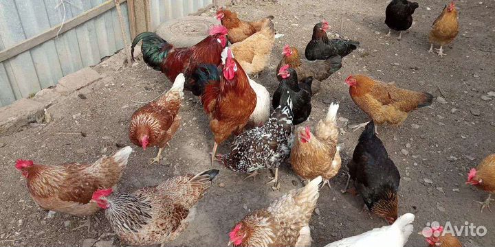 Куры несушки домашние