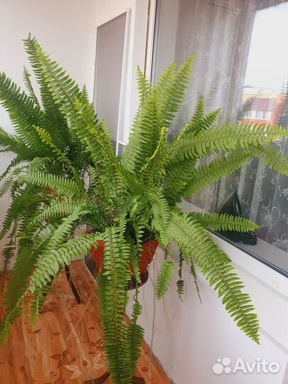 Папоротник комнатный
