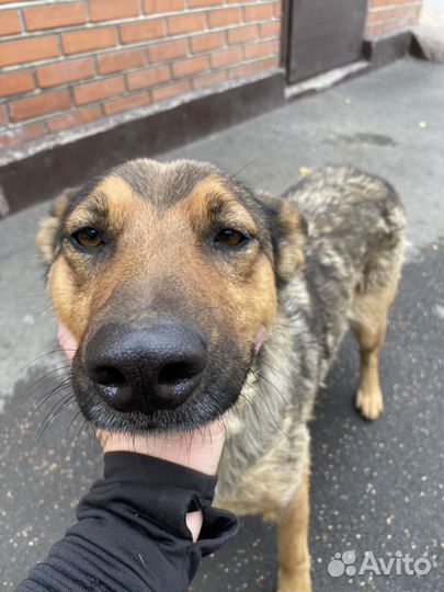 Собака в добрые руки