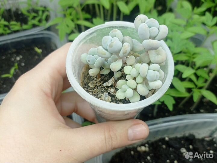 Комнатные растения, суккуленты