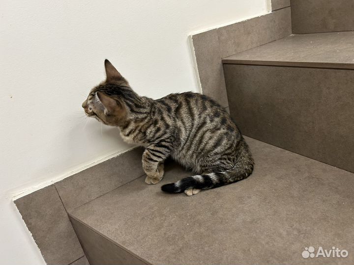 Тойгер кошечка Фортуна