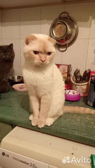 Шотландский кот в добрые руки